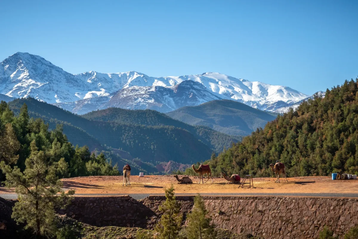 Camels resting with a panoramic view of the snow-capped Atlas Mountains